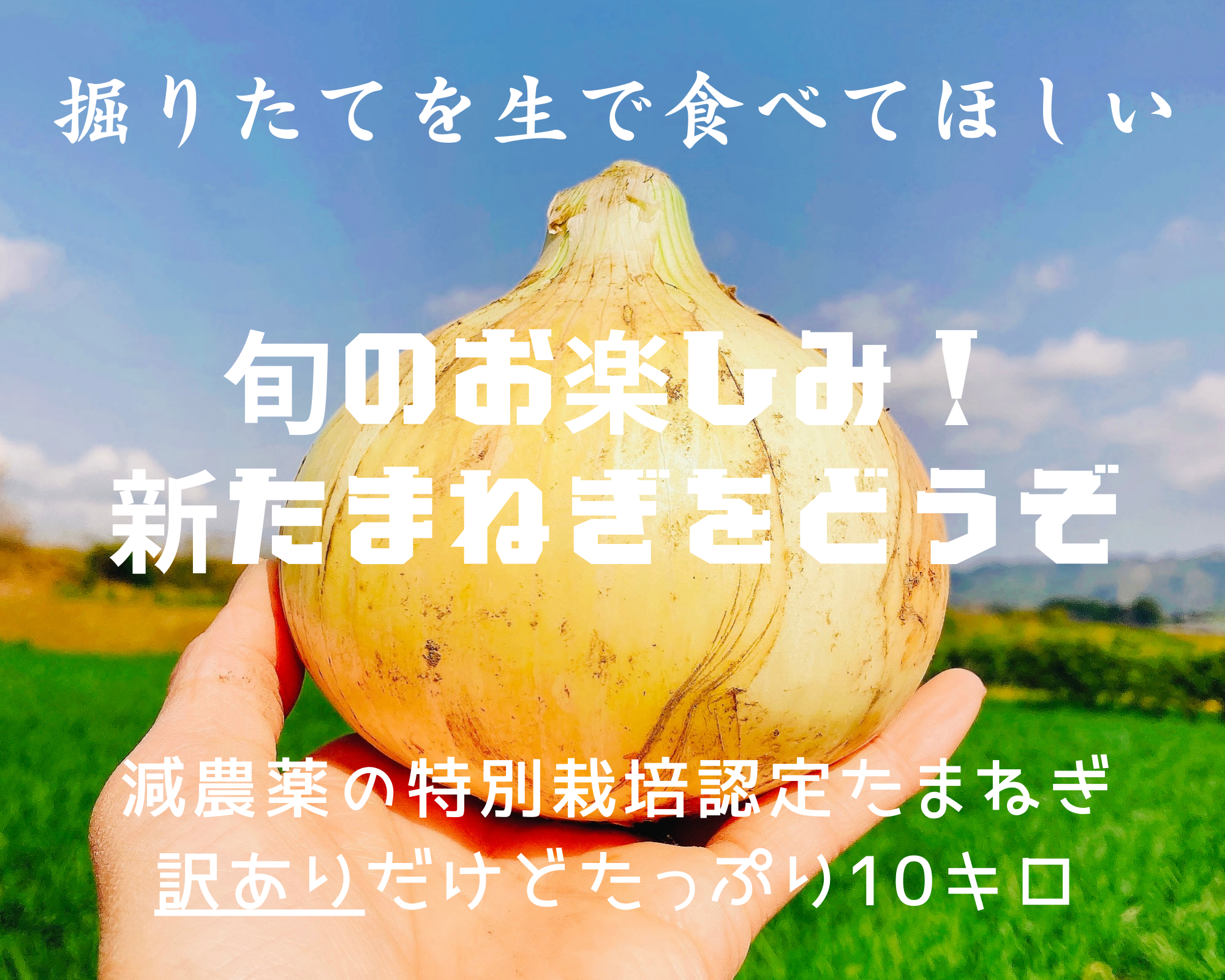 [生でも甘ーい]★訳あり★新玉ねぎ10キロ 特別栽培認定 5キロ