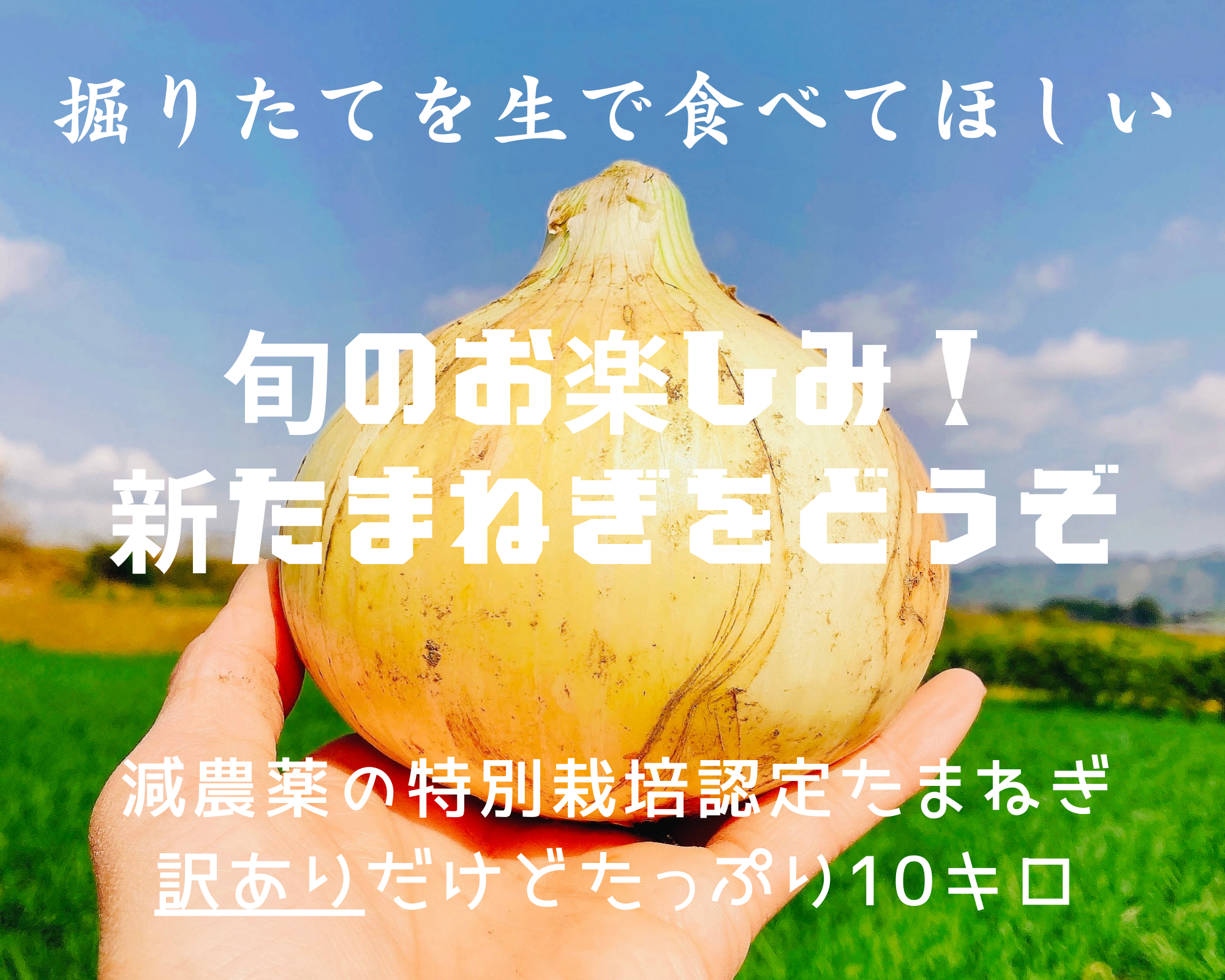 [生でも甘ーい]★訳あり★新玉ねぎ10キロ 特別栽培認定 10キロ