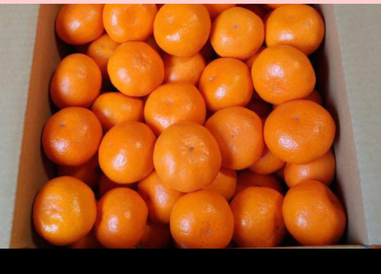 愛情たっぷりで育った有田みかん★温州みかん 寄贈用 2Sサイズ 約5キロ 値下げ中!もうすぐ終わり! 2s5キロ