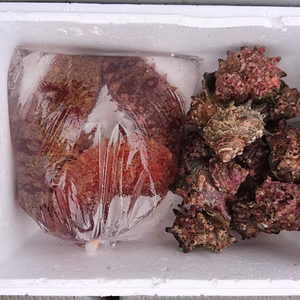山口県萩産赤ナマコ1キロ(約2〜4個)とサザエ中1キロ10～12個)