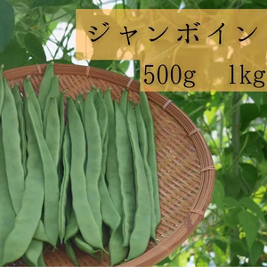 ジャンボインゲン スジ無し 調理簡単 お試しサイズからたっぷりサイズ 宮崎県産