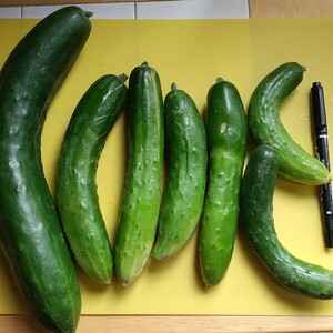【ご用意でき次第発送】訳ありお買い得！農薬不使用☆キュウリ