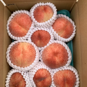 完熟山梨県生まれの真っ赤な日川白鳳‼️木の上に残っている大桃