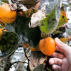 The persimmon【YOTSUMIZO】