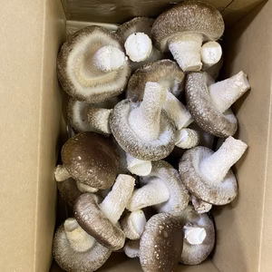 ⚠️【常温便】2箱入　こだわり味自慢　和歌山県産菌床椎茸