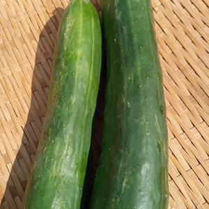 朝どれきゅうりつき✨子供に食べさせたい❗❗ばぁばの野菜❗❗✨✨