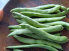 いんげん  肥料農薬不使用、自然栽培、自家採種