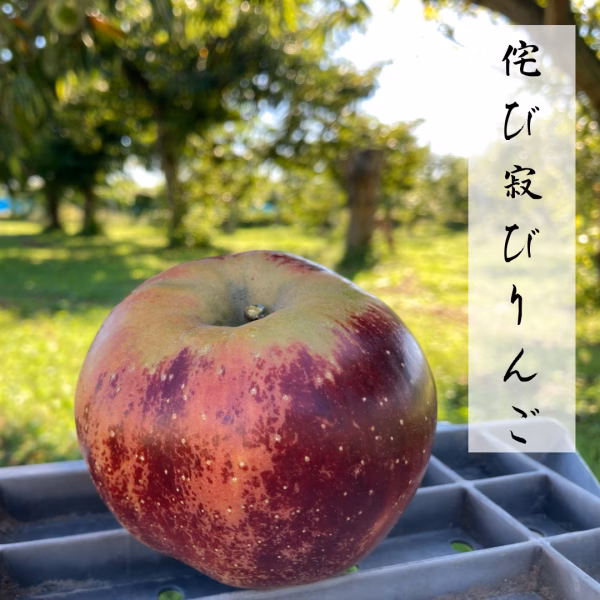 今が旬！ 侘び寂びりんご 秋映 約5キロ 12-25玉 訳あり 遅霜