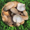 【原木しいたけ】おいしいブルしい309