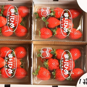 いちご(まりひめ)　朝採り