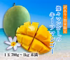 【訳あり】燦々キーツマンゴー（沖縄県産）1玉（700g～1kg未満）