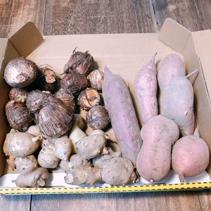 サツマイモ／サトイモ／キクイモ　お試しセット【農薬不使用】　