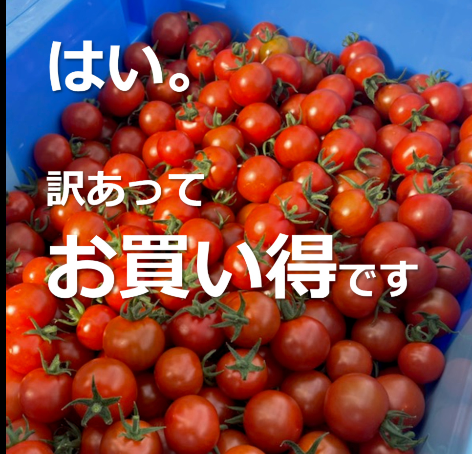 ◇訳あってお買い得◇採ったまんまの「ミニトマト」※常温便｜野菜の商品詳細｜ポケットマルシェ｜産直(産地直送)通販 - 旬の果物・野菜・魚介をお取り寄せ
