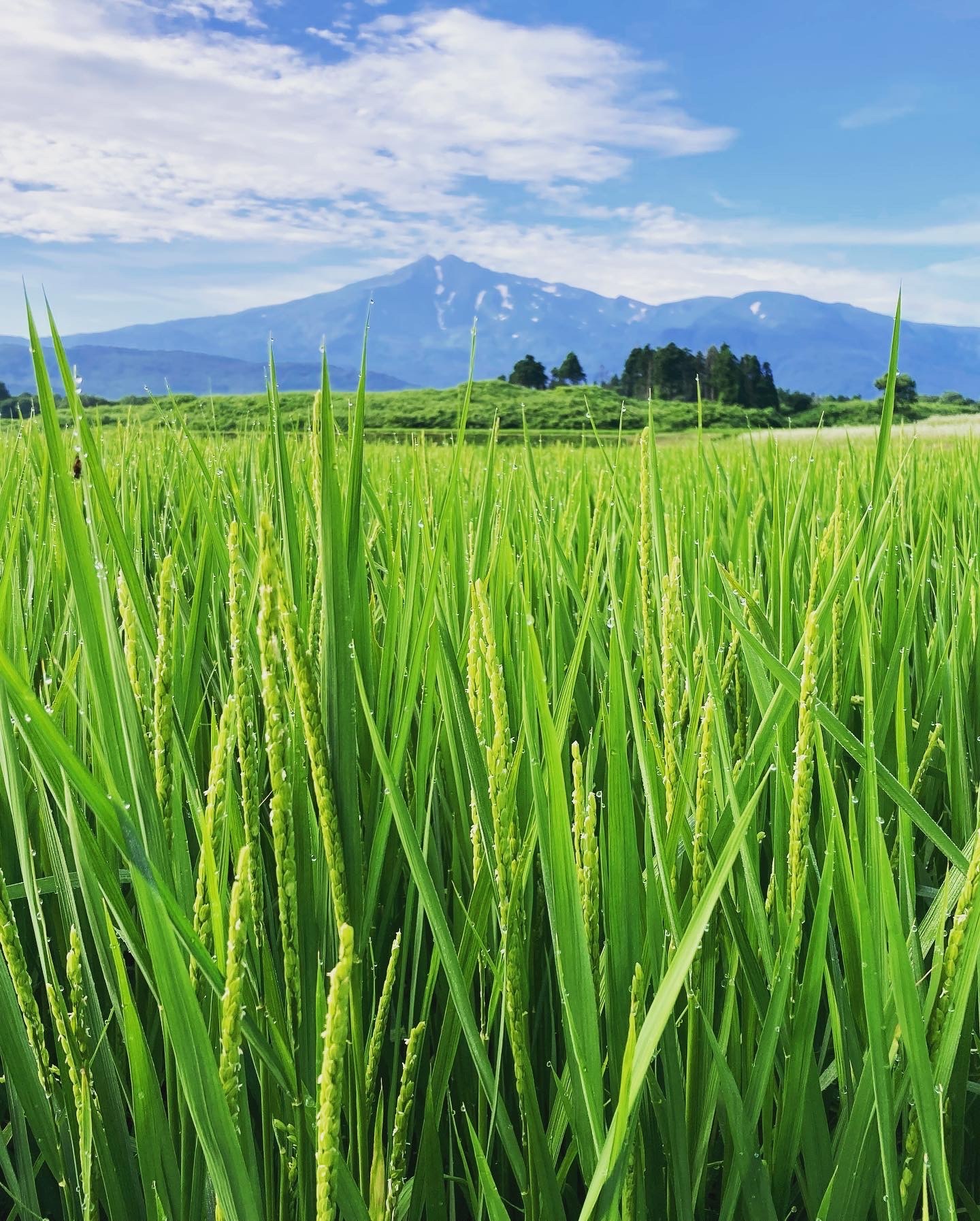 旬の果物・野菜・魚介をお取り寄せ　ひの米　あきたこまち【玄米】｜米・穀類の商品詳細｜ポケットマルシェ｜産直(産地直送)通販