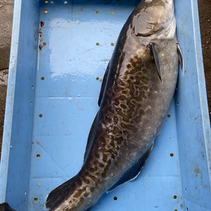 活〆タラ‼️本日水揚げ‼️　オス