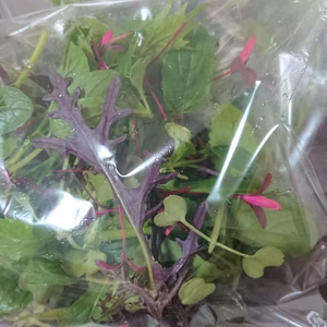 一瞬一旬お野菜とお米セット