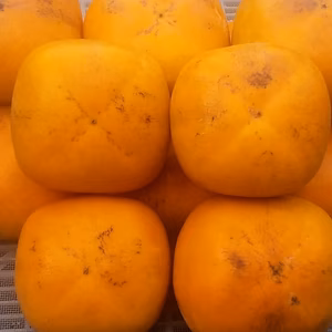 【種なし柿】極早生品種(SM混在)2kg冷蔵便、和歌山産