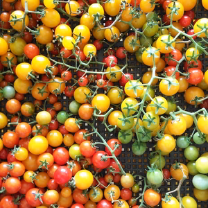 アワジックホラーガーデンのトマト詰合せセット！