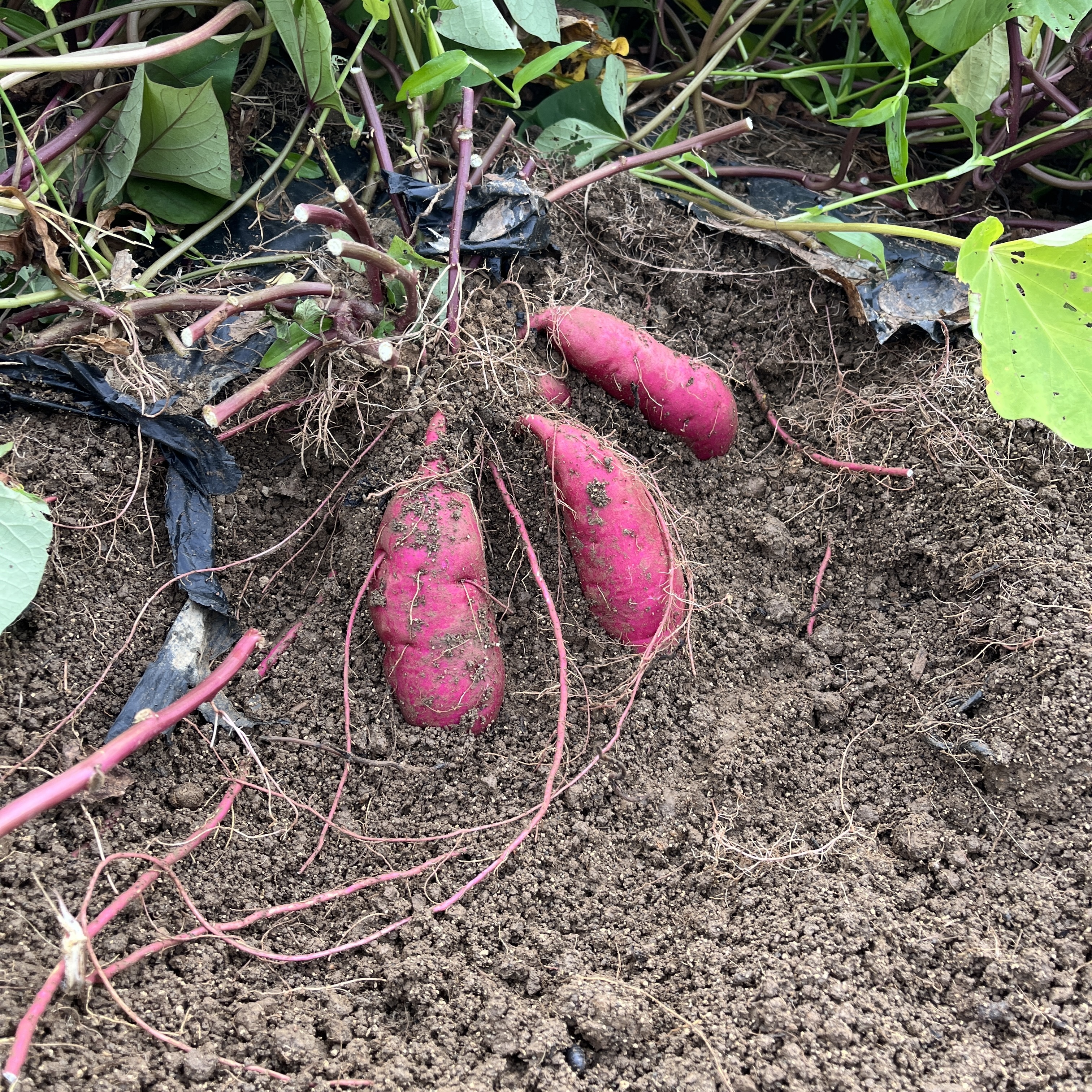 1.5キロ冷凍石焼き芋 福岡県産 べにはるか 甘甘 ねっとり｜加工食品の