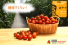 【フルーツトマト：800g入り】南箱根農園 とりこギフト「おやつ」