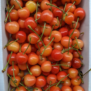 さくらんぼ佐藤錦家庭用700g