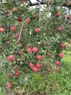 旬のりんごと桃の詰合せ 約3kg フルーツボックス♪