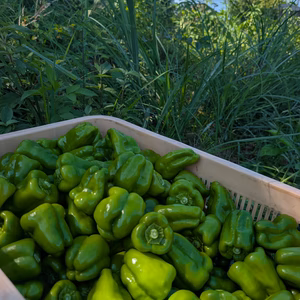 【希少】栽培期間中無農薬&無肥料！ツヤツヤ〜な固定種ピーマン