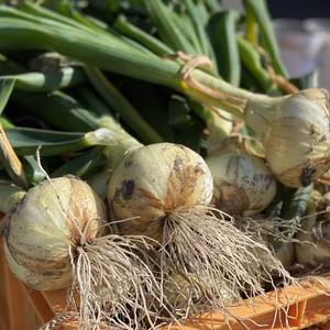 即出荷致しますっ！　淡路島新玉ねぎ✨　1日10箱限定❗️ 