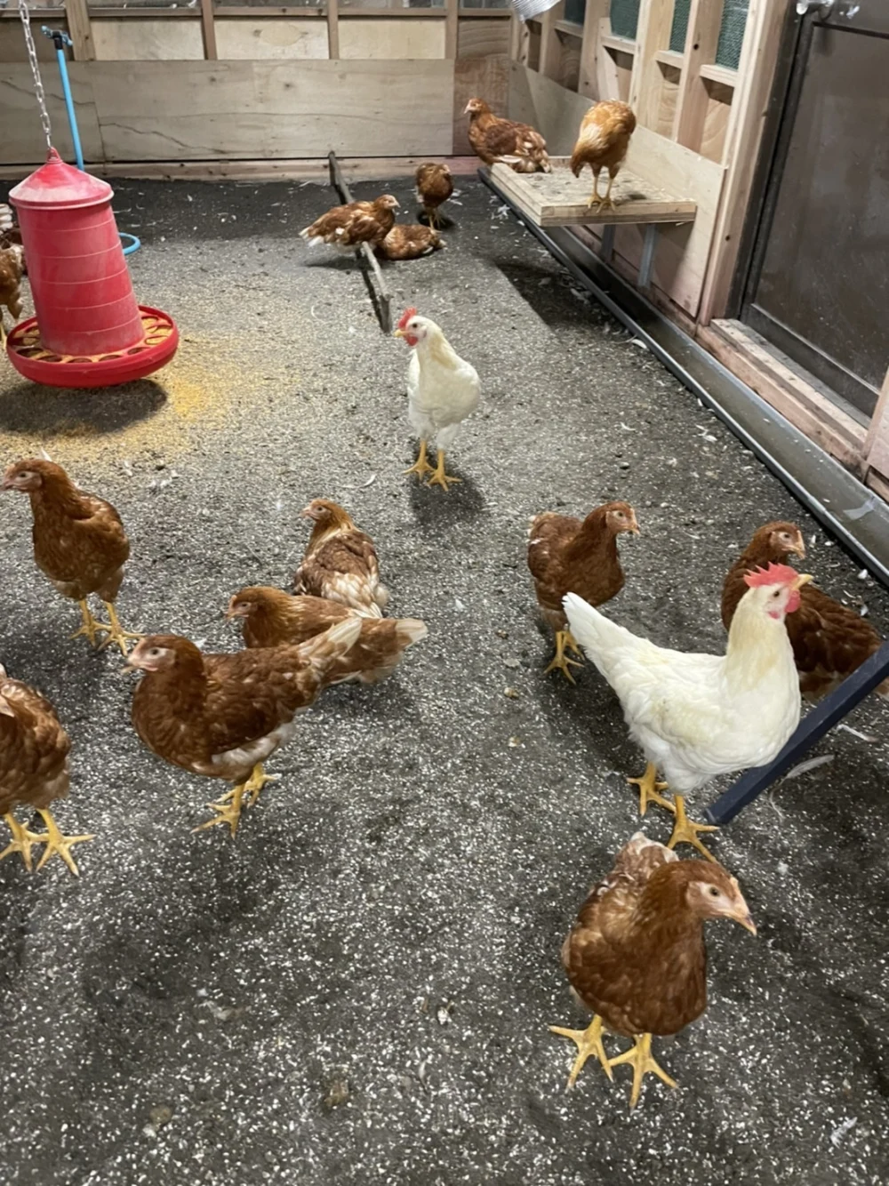 のびのび平飼い 赤鶏のたまご｜卵・乳の商品詳細｜ポケットマルシェ