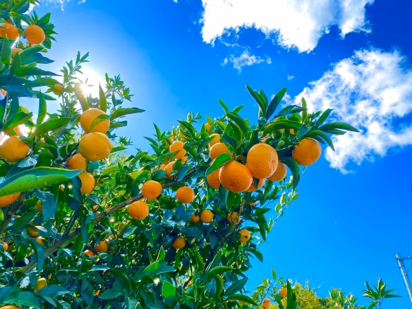 予約販売【コク甘】愛媛県産みかん　3kg（ご家庭用）11月上旬より順次発送