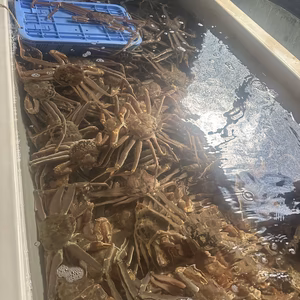 本ズワイガニ　200〜300グラム　4〜5杯