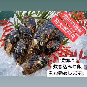 瀬戸内産瀬戸貝ムール貝イガイ海鮮 BBQ 網焼 漁師 お鍋 せと貝 特大