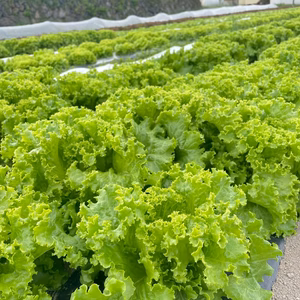 【農薬不使用・化学肥料不使用】濃い旨味×滋味の饗宴☆古代リーフレタス