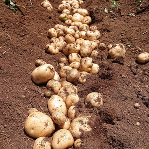 農薬、化学肥料不使用の夏野菜セット（7～8品）