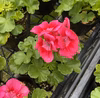 超絶可愛い系ハイブリッドゼラニウム★プリティリトルピンク大鉢仕立て
