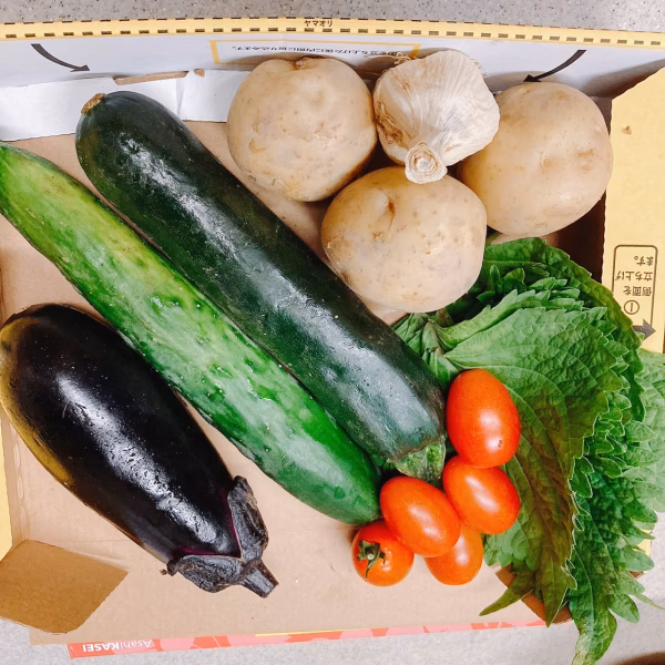 おまかせ夏野菜セット(露地野菜)7～8品目　【農薬不使用】　地域限定