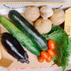 おまかせ夏野菜セット(露地野菜)7～8品目　【農薬不使用】　地域限定