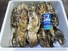 １日2箱限定　超特大牡蠣　「噴火湾プレミアム」　生食用　２0個入り