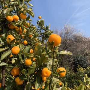味に自信‼︎ 珍しい主幹形の木で育てたみかん　訳ありB級品　約5kg  蒲郡産