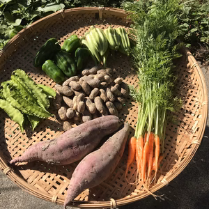 落花生ご飯食べた？秋の土の子野菜セットvol.2【農薬、化学肥料不使用】