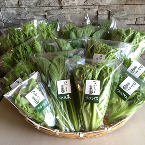 【全国送料一律/送料込み】主婦のこだわり！新鮮水耕栽培お野菜セット