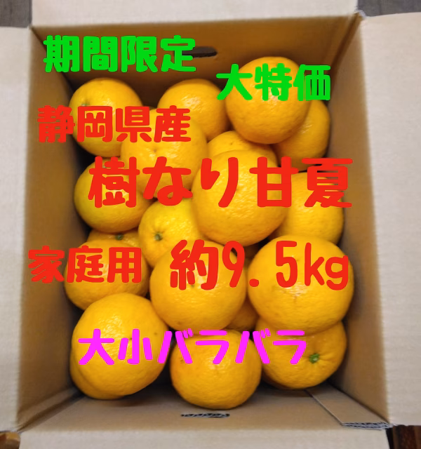 静岡県産　樹なり甘夏　家庭用　約9.5㎏