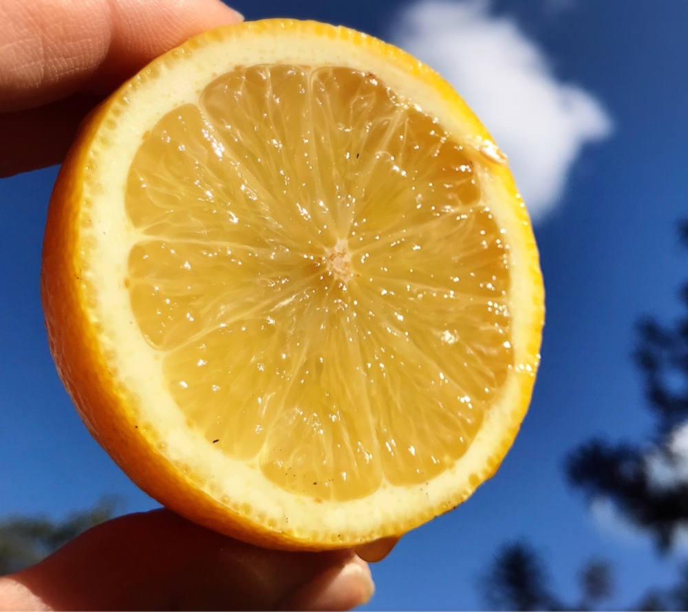 訳あり：広島特別栽培レモン◇農薬不使用 ｜レモンの商品詳細