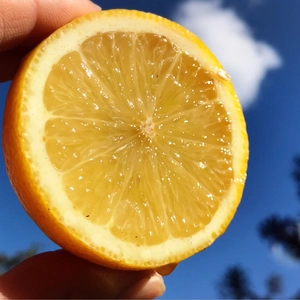 訳あり1kg 通常1kg 広島特別栽培レモン◆農薬不使用 