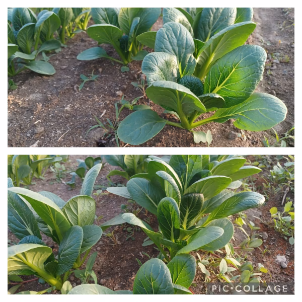 瑞々しい菜、長ねぎ屋の小松菜☆彡