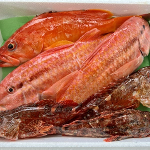 【送料無料】本日発送！お買得な「あまりモノ」３種セット（2.3kg)