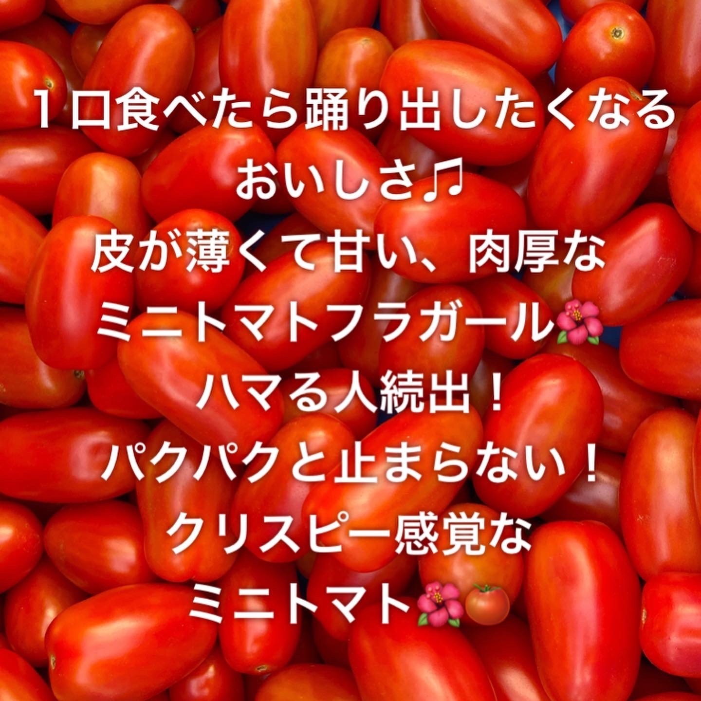 平均糖度10度超え！まるでフルーツのような甘〜いミニトマト