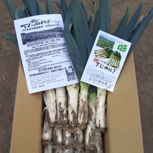 特選　下仁田ネギ