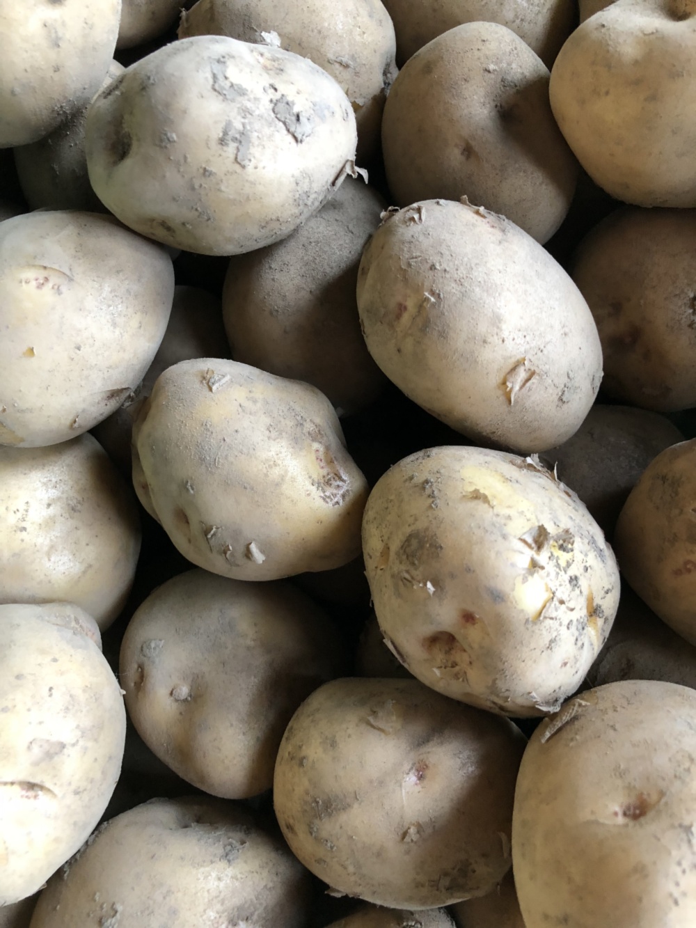 なまらじゃがいも様専用ページ Deccan Dental Com