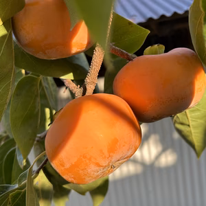 富有柿正品　高野山麓(九度山)の味覚　除草剤不使用